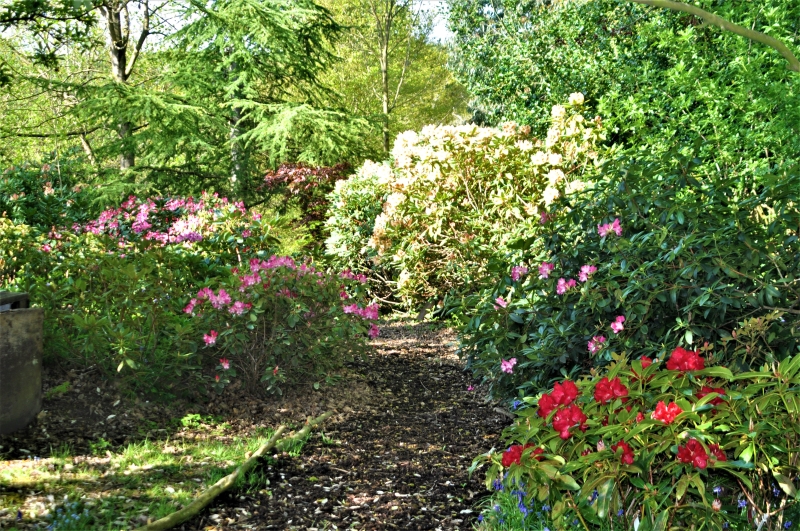 Mountain Ash